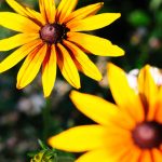 Ferienanlage Teichwiesn – Flora & Fauna