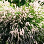 Ferienanlage Teichwiesn – Flora & Fauna