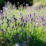 Ferienanlage Teichwiesn – Flora & Fauna