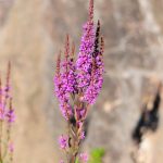 Ferienanlage Teichwiesn – Flora & Fauna