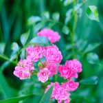 Ferienanlage Teichwiesn – Flora & Fauna