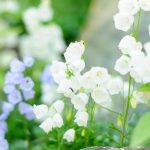 Ferienanlage Teichwiesn – Flora & Fauna