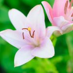 Ferienanlage Teichwiesn – Flora & Fauna