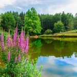Ferienanlage Teichwiesn – Der Teich