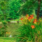 Naturbadeteich Teichwiesn