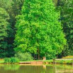 Naturbadeteich Teichwiesn