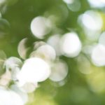 Teichwiesn im Sommer